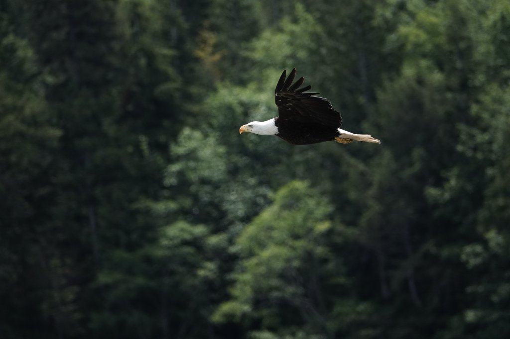 Bald Eagle | Campbell River Whale Watching & Adventure Tours | Image #9/9 | 