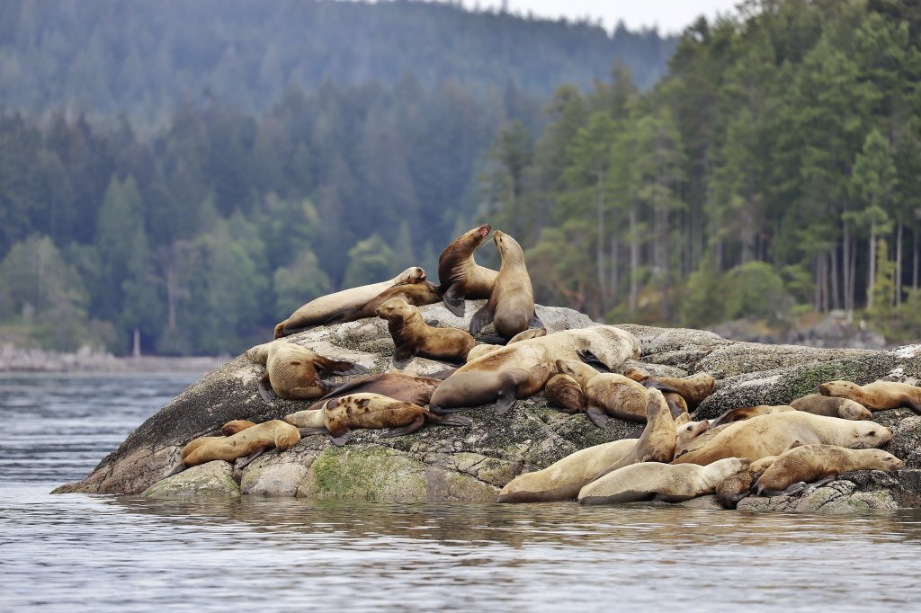 Sea Lions | Campbell River Whale Watching & Adventure Tours | Image #6/9 | 