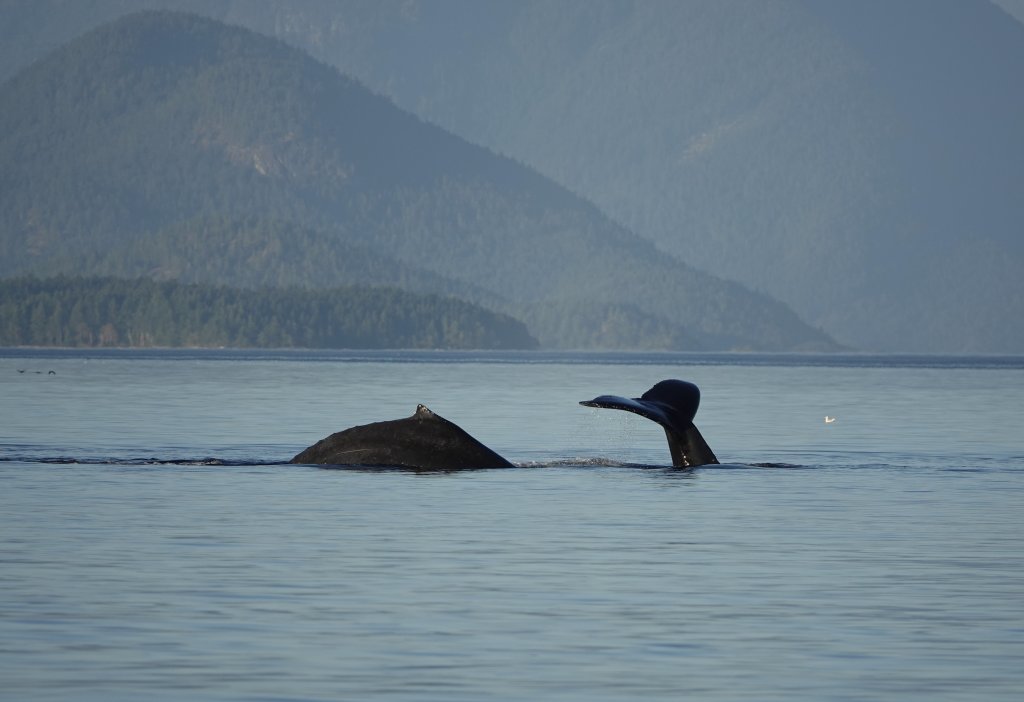 Humpback Whales | Campbell River Whale Watching & Adventure Tours | Image #7/9 | 