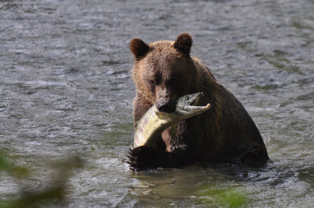 Zodiac | Campbell River Whale Watching & Adventure Tours | Image #3/9 | 