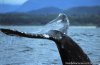 The Whale Centre & Museum | Tofino, British Columbia