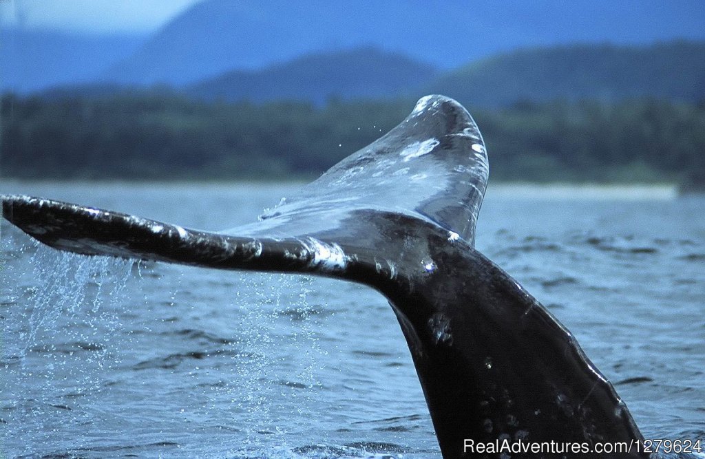 Gray Whale Tail | The Whale Centre & Museum | Tofino, British Columbia  | Whale Watching | Image #1/14 | 