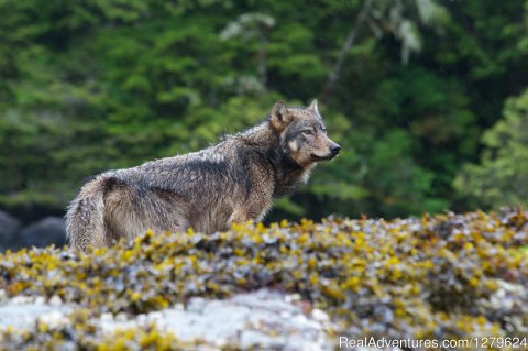 Coastal Grey Wolf