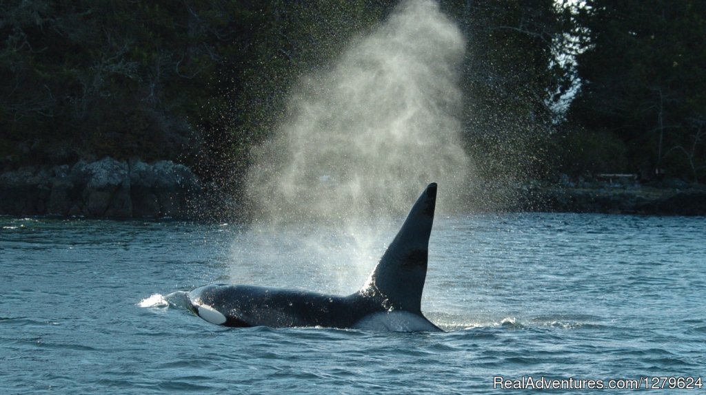 Male Orca | The Whale Centre & Museum | Image #8/14 | 