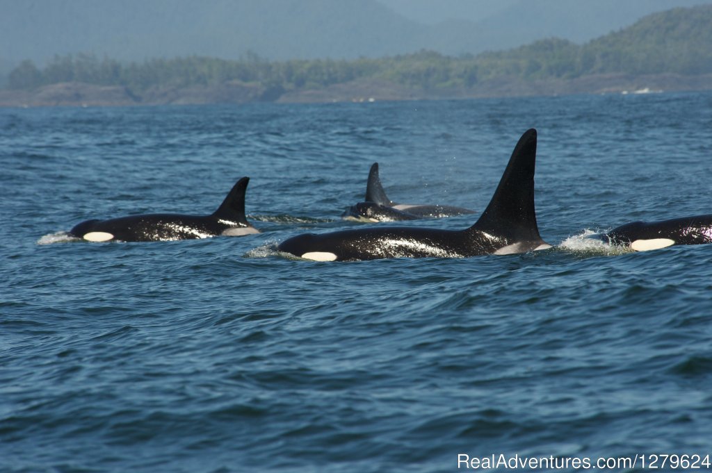 Residents | The Whale Centre & Museum | Image #9/14 | 