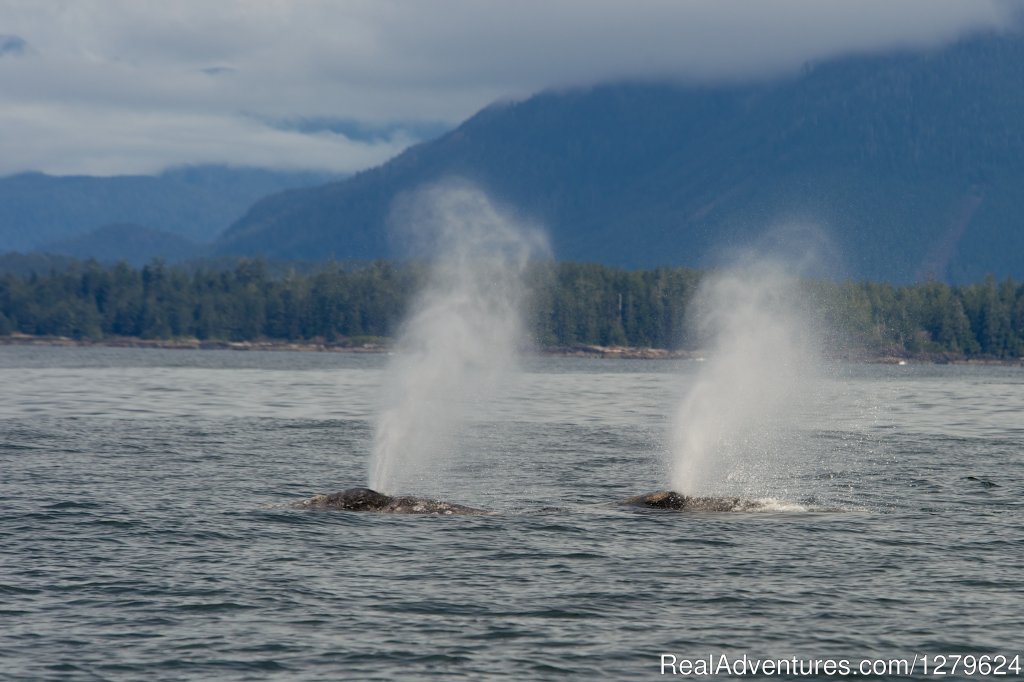 Gary Whale Spouts | The Whale Centre & Museum | Image #12/14 | 