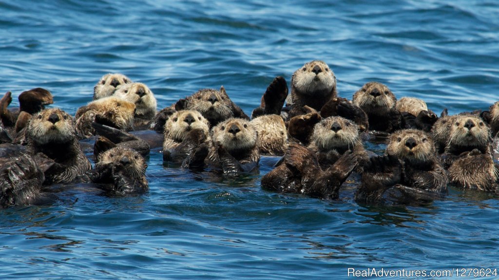 Sea Otter Raft | The Whale Centre & Museum | Image #13/14 | 