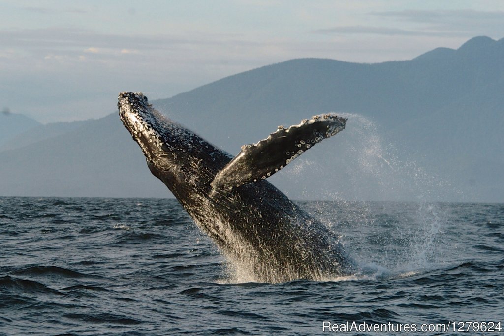 Humpback Breach | The Whale Centre & Museum | Image #14/14 | 