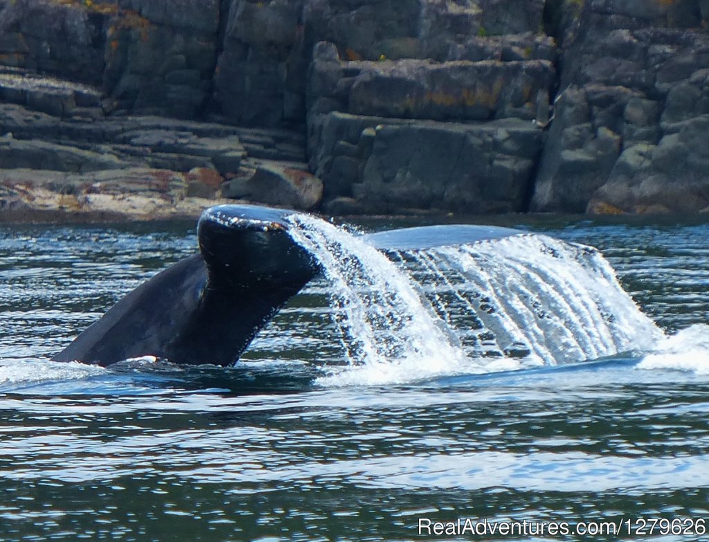 Aboriginal Journeys | Campbell River, British Columbia  | Whale Watching | Image #1/14 | 