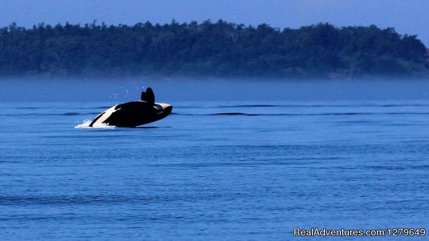 Sooke Whale Watching | Image #3/19 | 