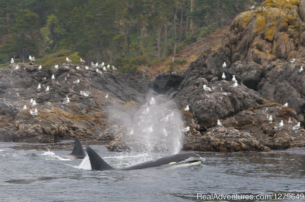 Sooke Whale Watching | Image #4/19 | 