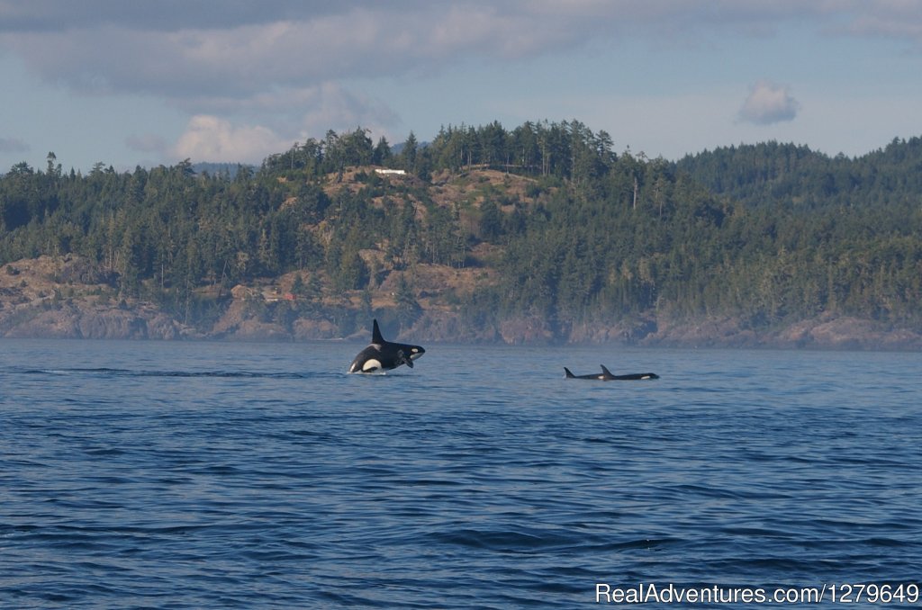 Sooke Whale Watching | Image #6/19 | 