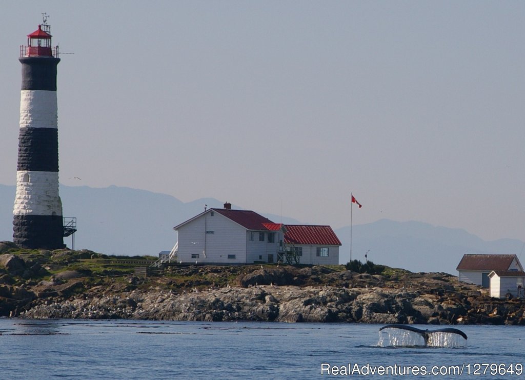 Sooke Whale Watching | Image #8/19 | 