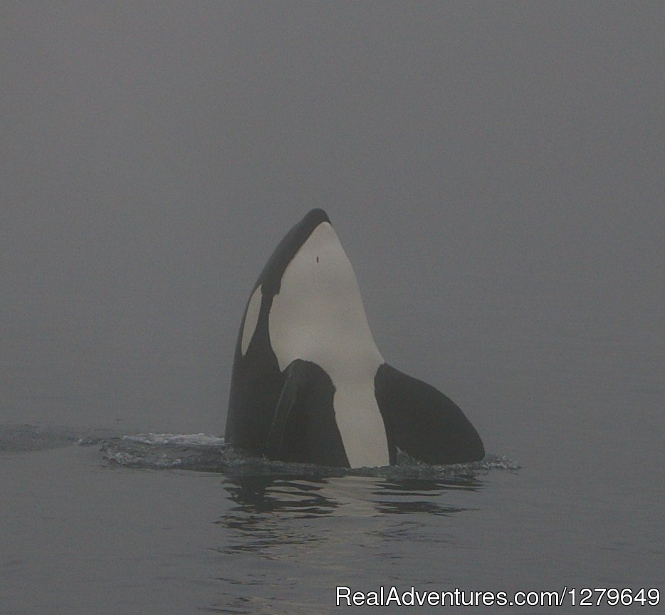 Sooke Whale Watching | Image #10/19 | 