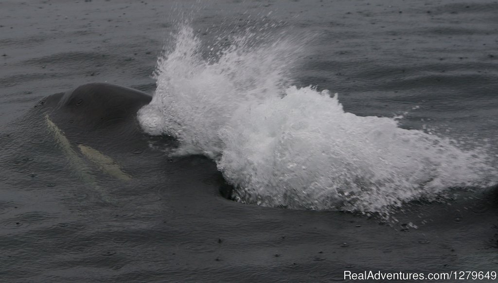 Sooke Whale Watching | Image #14/19 | 