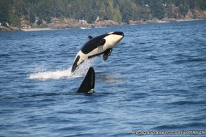 Sooke Whale Watching