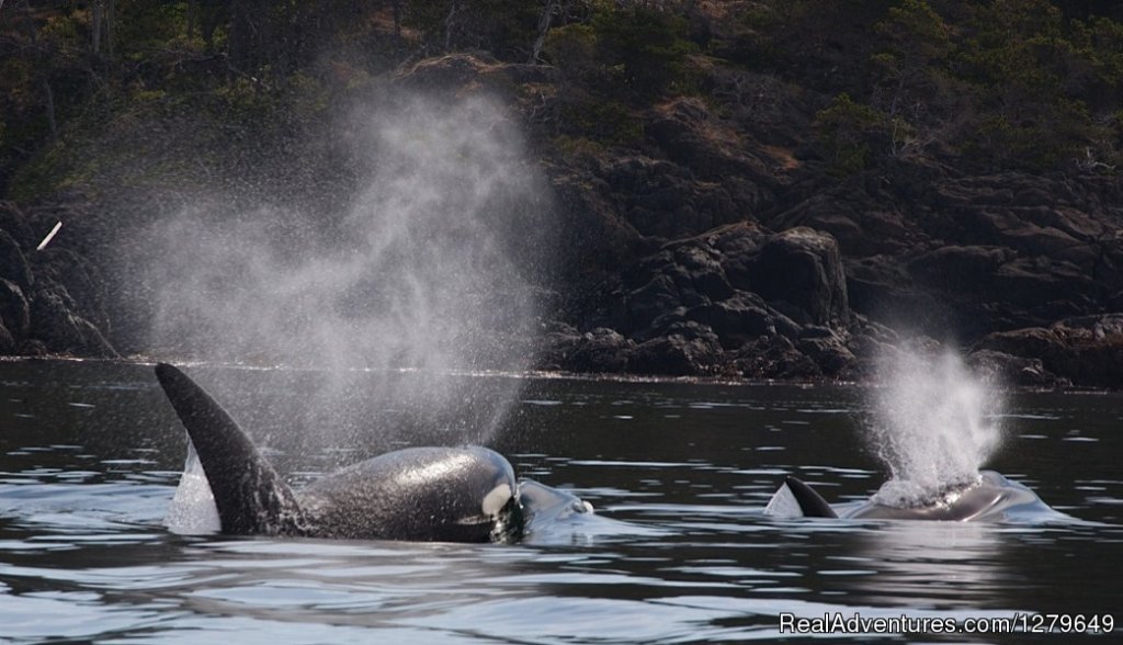 Sooke Whale Watching | Image #16/19 | 