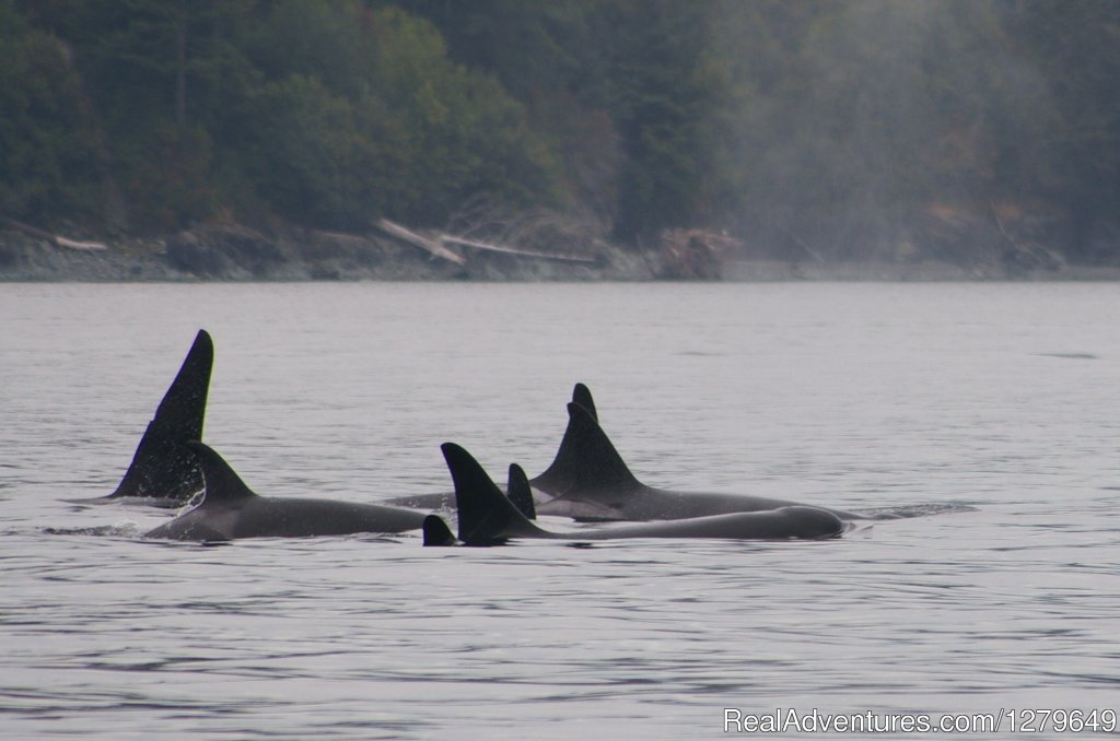 Sooke Whale Watching | Image #17/19 | 