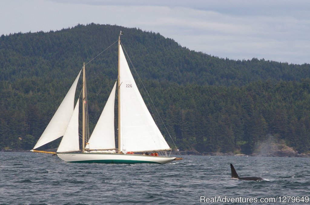 Sooke Whale Watching | Image #19/19 | 