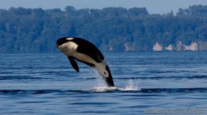 BC Whale Tours | Victoria, British Columbia Eco Tours | Great Vacations & Exciting Destinations