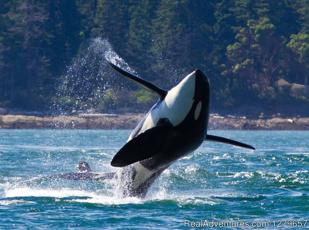 Adult Male breaching | BC Whale Tours | Image #2/7 | 