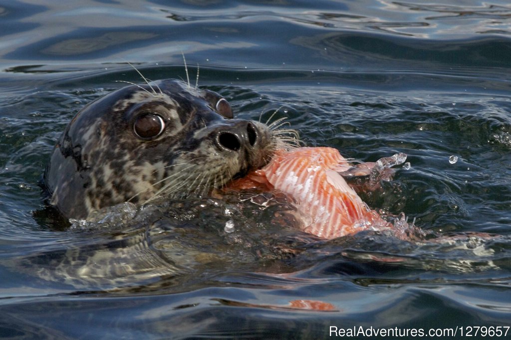 Harbour seal | BC Whale Tours | Image #4/7 | 