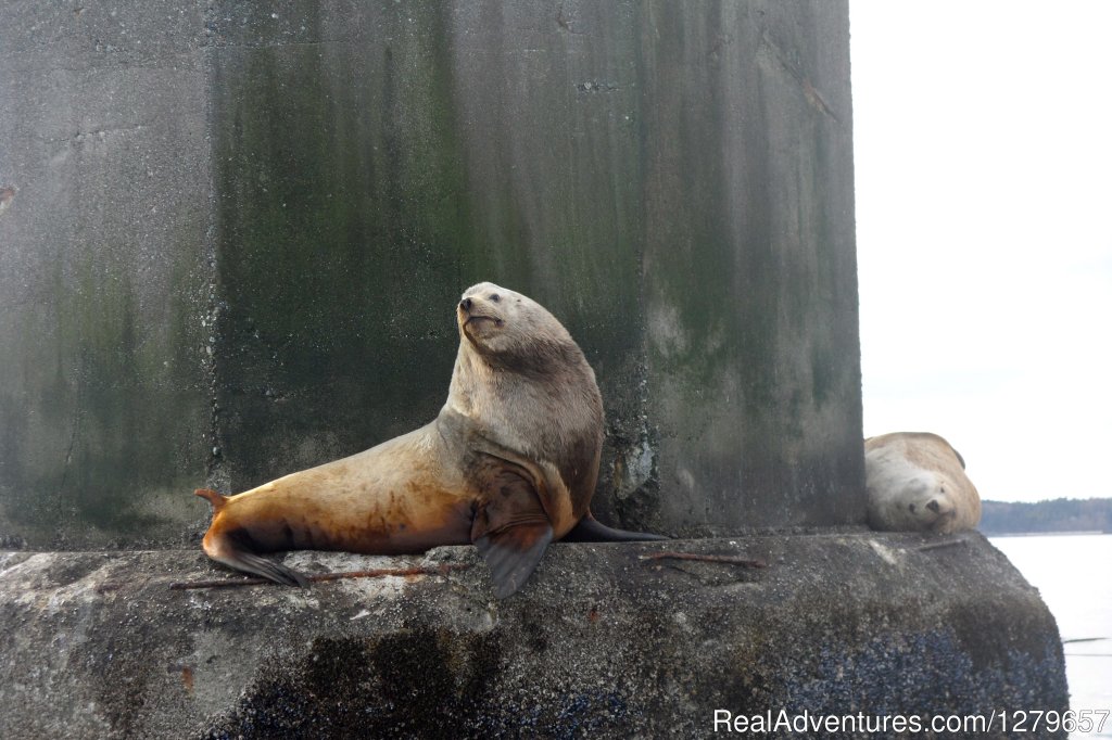 Sea Lion | BC Whale Tours | Image #6/7 | 