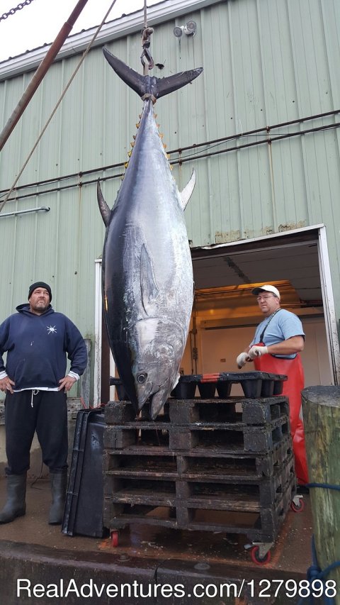 Giant Tuna