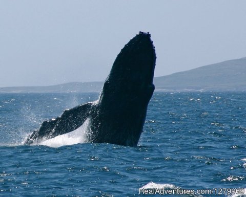 Humpback whale breaching