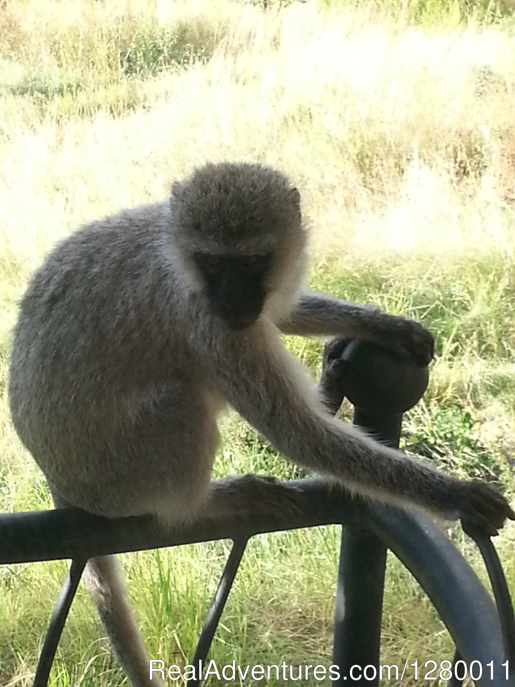 Monkey | African Safaris (Kenya & Tanzania) | Image #8/10 | 