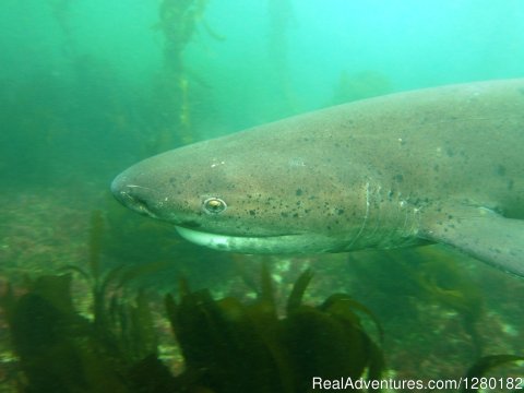 Seven Gill shark