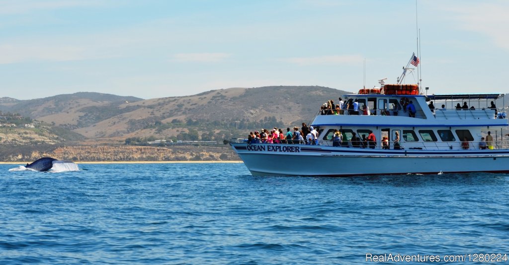 Newport Beach Whale Watching | Image #7/8 | 