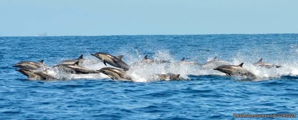 Newport Beach Whale Watching | Image #6/8 | 