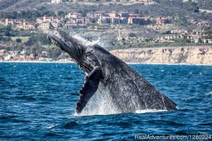 Newport Beach Whale Watching