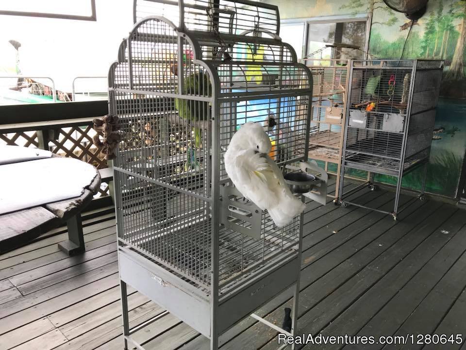 Cocoa our friendly bird | Midway Airboat Rides on St. Johns River | Image #4/15 | 