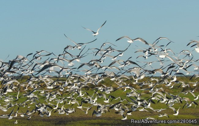 Many things to see on our tour | Midway Airboat Rides on St. Johns River | Image #5/15 | 