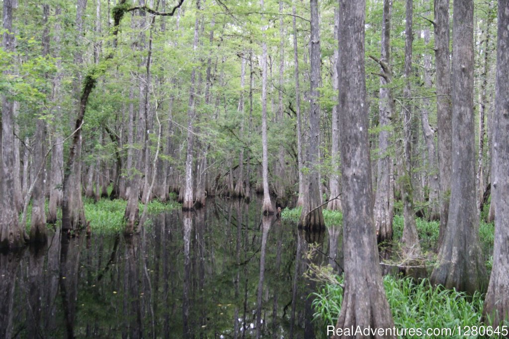 Midway Airboat Rides on St. Johns River | Image #6/15 | 