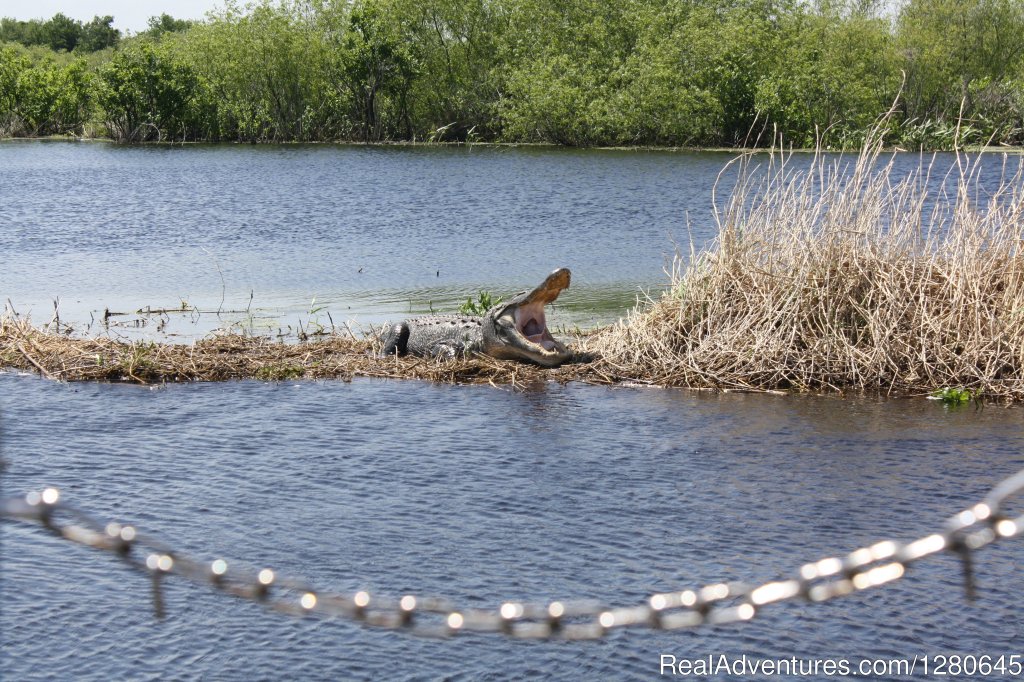 Midway Airboat Rides on St. Johns River | Image #9/15 | 