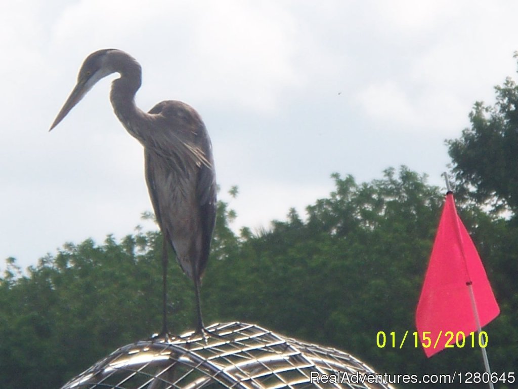 Midway Airboat Rides on St. Johns River | Image #11/15 | 