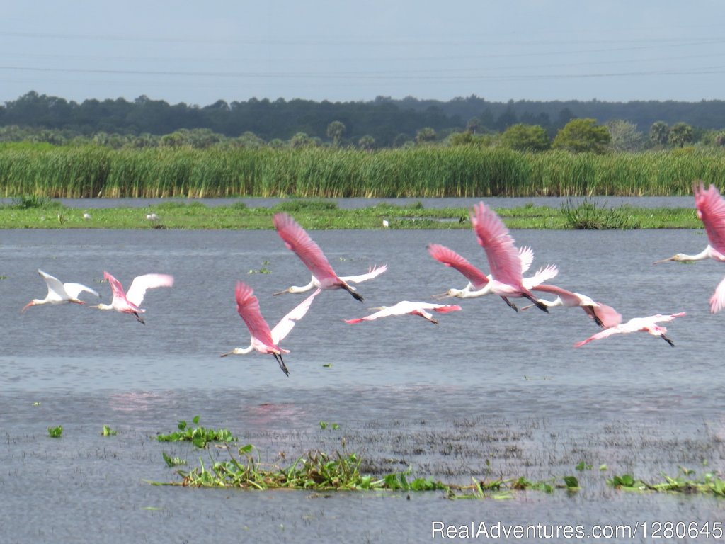 Midway Airboat Rides on St. Johns River | Image #13/15 | 