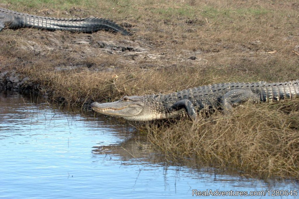 Midway Airboat Rides on St. Johns River | Image #14/15 | 