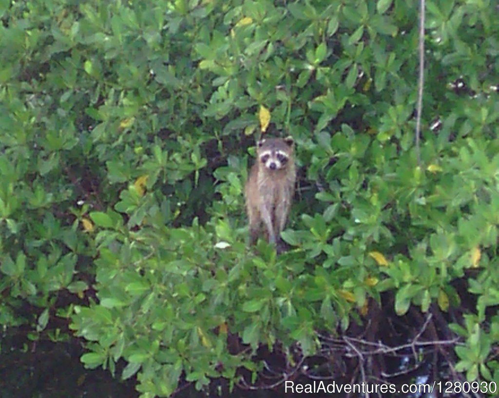 Baby Raccoon | Fishing Charters Inc. | Image #2/8 | 