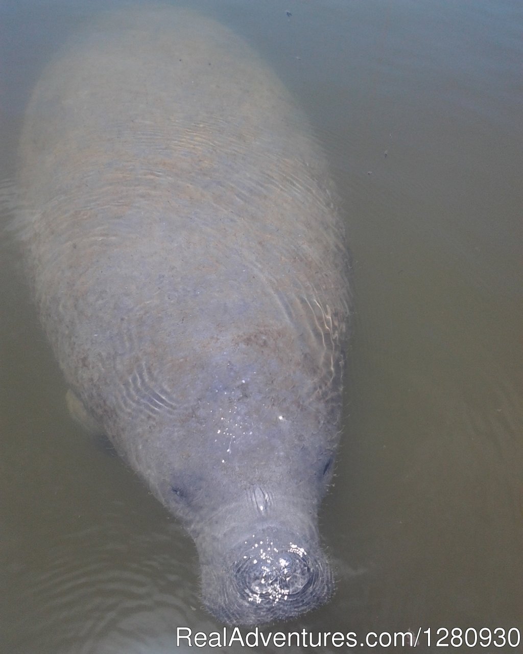 Manatee | Fishing Charters Inc. | Image #4/8 | 