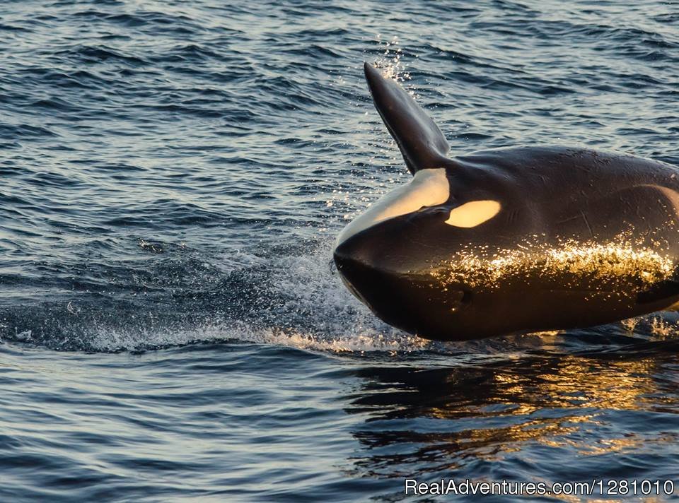 Playful Orca | Harbor Breeze Cruises | Image #2/9 | 