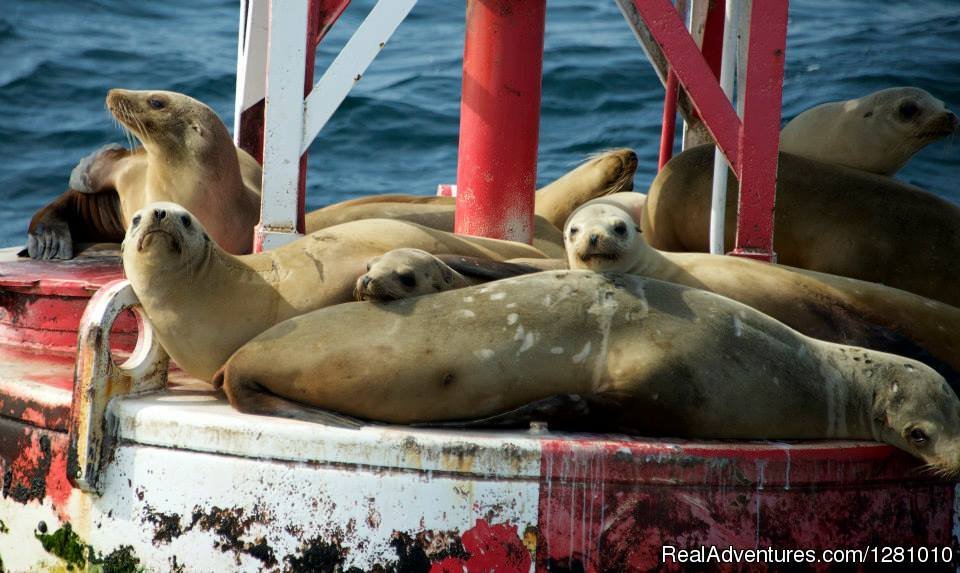 Sealion Hanging out | Harbor Breeze Cruises | Image #9/9 | 