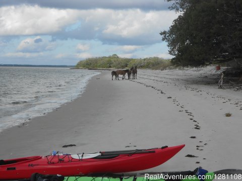 Horses on Cumberland Island