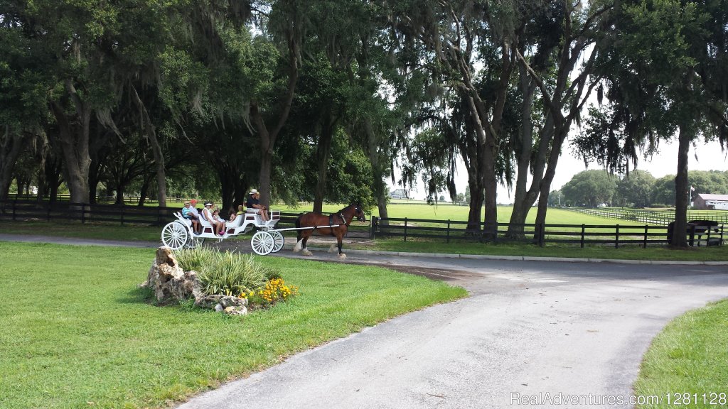 Carriage Rides | Grand Oaks Resort | Image #13/20 | 