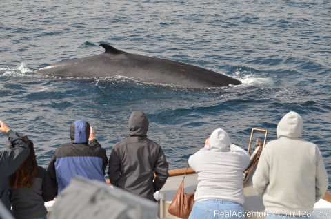 Fin whale