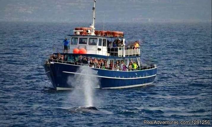 The Privateer | San Diego Whale Watch | Image #3/7 | 