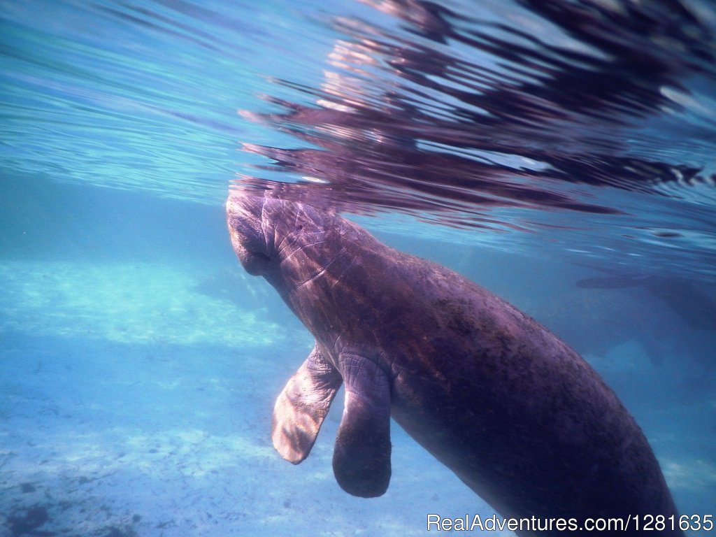 A baby Manatee at Three Sisters Springs | Scuba Lessons Inc | Image #4/8 | 